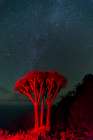 A Dragon tree-Dracaena draco-under a starry sky La Palma Island-Canary Islands-Spain Art Print